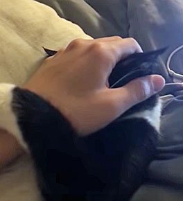 Cat gently grabs owner's hand using both forelegs and paws to pull hand towards her face