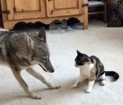 Cat plays with coyote