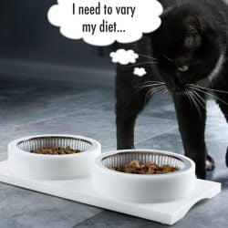 Cats scavenge when eating from food bowls put down by humans
