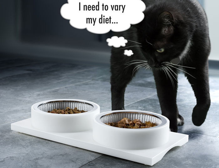 Cats scavenge when eating from food bowls put down by humans