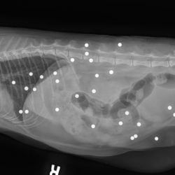 Cat shot with BB gun - X ray