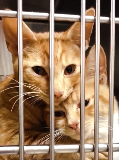 Cat sisters in shelter cage hug each other