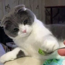 Cat taste tests unfamiliar food using paw