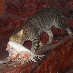 Australian local council give bounty to feral cat shooters