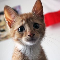 Do cats understand death?