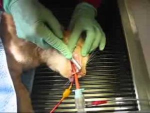 Feline dental cleaning under anesthetic