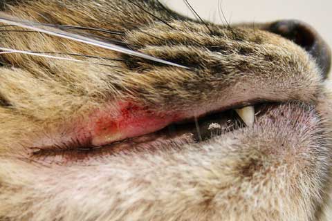 Feline rodent ulcer