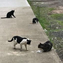 Feral cats at Industry City