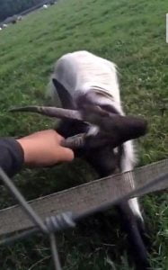 Goat pulled to electric fence - Image on Snapchat