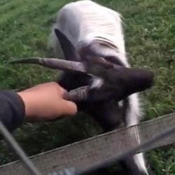 Goat pulled to electric fence - Image on Snapchat