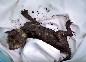 Kitten rescued from restaurant ventilation duct is covered in black grease