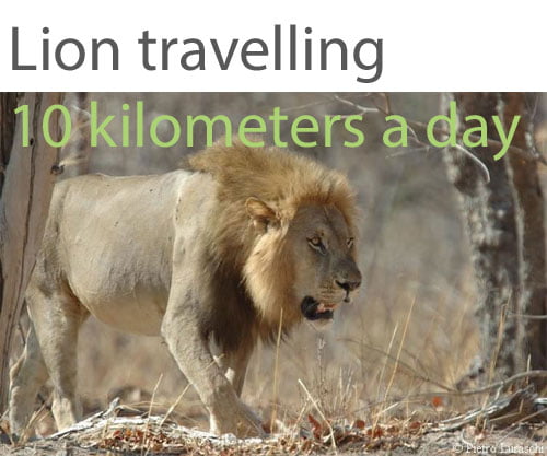 do lions travel far