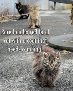 Long haired feral cats are uncommon