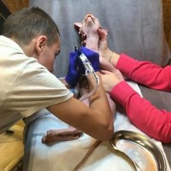 Picture of cat being tattooed