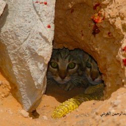 Sand cat burrow