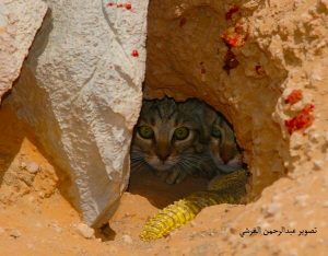 Sand cat burrow