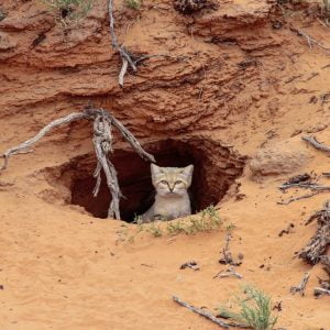 Sand cat burrow