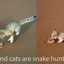 Sand cats eat ten percent of their body weight per day