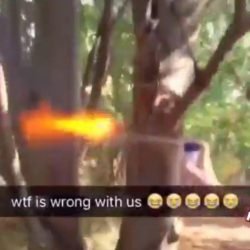 Squirrel blow torched