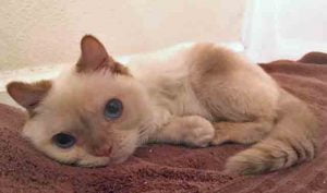 Trident, a three-legged flame pointed Siamese type cat