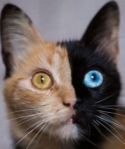 Two-faced cat Chimera cat