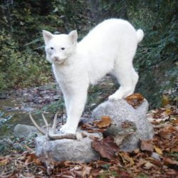 Albino Bobcat Picture