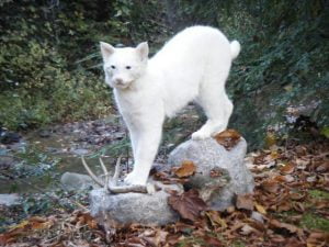 Albino Bobcat Picture