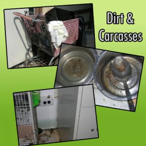 AHS animal shelter - dirt and carcasses