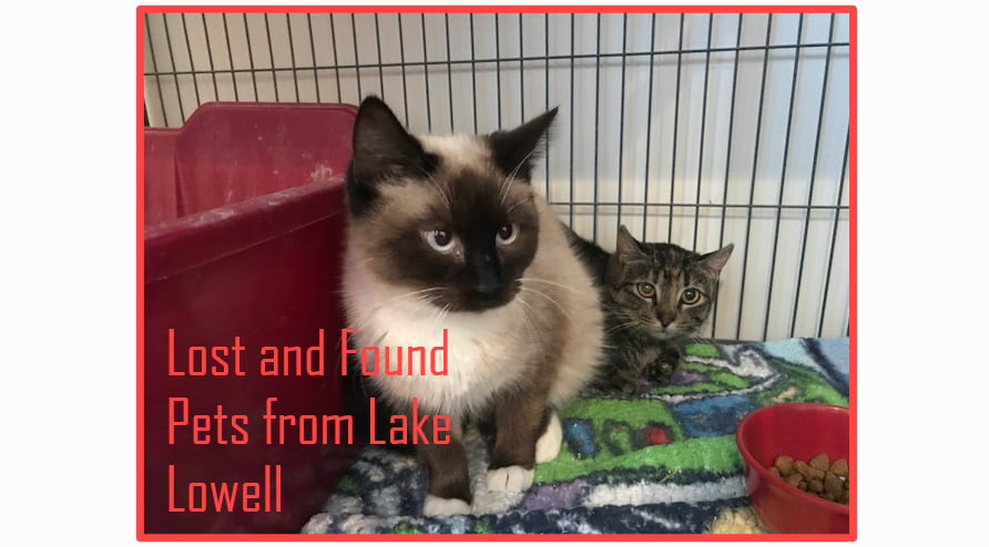 Lost and found pets from Lake Lowell