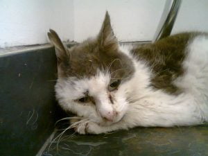 'Ted' a feral cat being cared for
