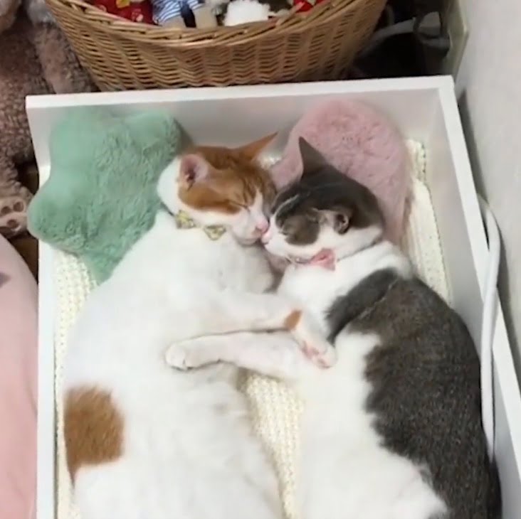 Two cats sleeping facing each other