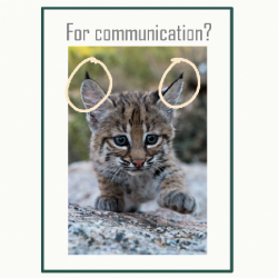 Bobcat's lynx tipped ears