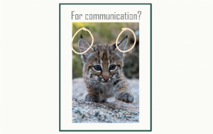 Bobcat's lynx tipped ears
