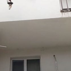 Cat falls from clothesline into backpack