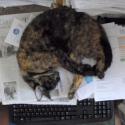Cat sleeping on paper