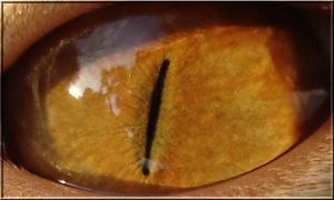 A cat's slitted eye