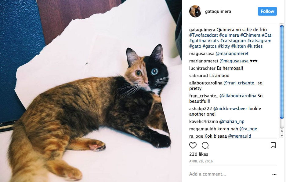 Quimera the 'Two-Faced' Chimera Cat. Photo: Instagram