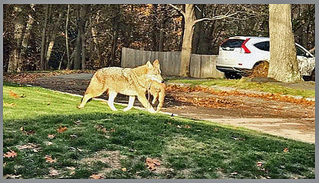 Coyote with cat in mouth