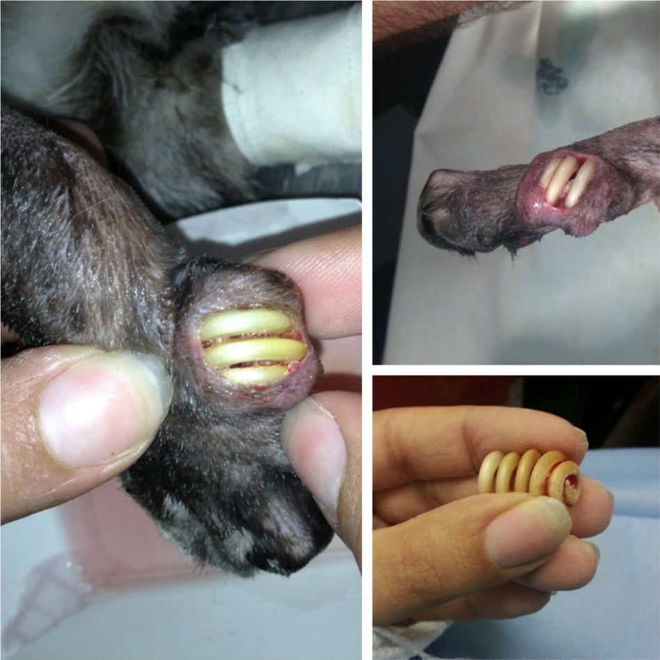 Cat claw regrowth after declawing