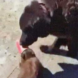 Dog helps cat remove cup from her face