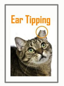 Ear tipping is not cruel
