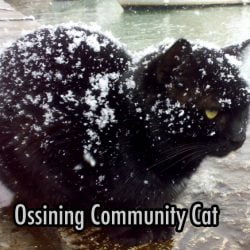 Ossining feral cat in winter exposed to the elements