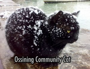 Ossining feral cat in winter exposed to the elements