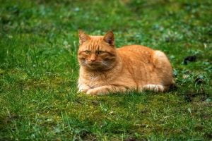 Ginger cat on lawn is invisible to dogs