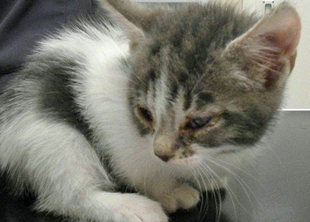 Kitten maltreated with human medicine for conjunctivitis