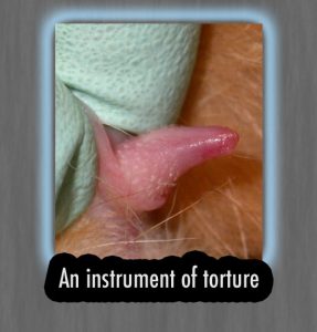 Male cat's penis, an instrument of torture