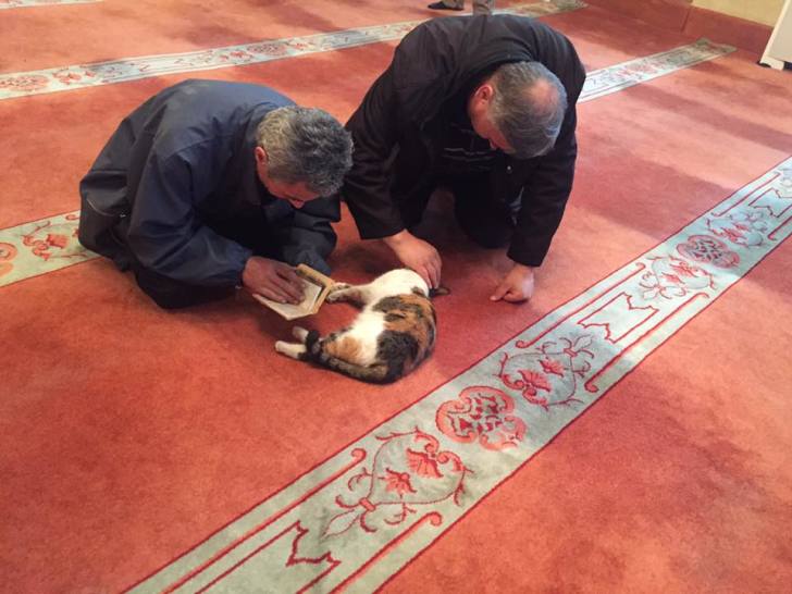 Muslims with cat at mosque