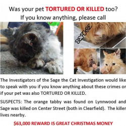 Poster on Sage the cat investigation