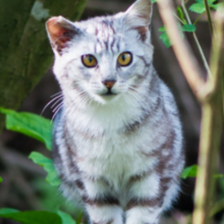 tinykittens feral cat