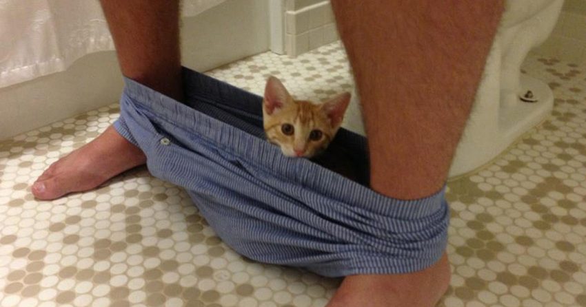 Why cats go crazy when we are on the toilet